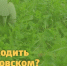 Куда сходить в Берёзовском? - Газета Золотая горка